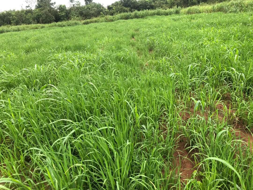 "Best Agricultural College in Nigeria"